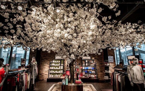 Bloesemboom Kopen Voor In Een Winkel